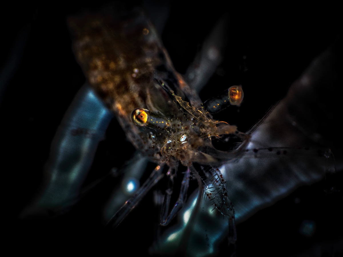 Tmp 23851 PB2023631481409986