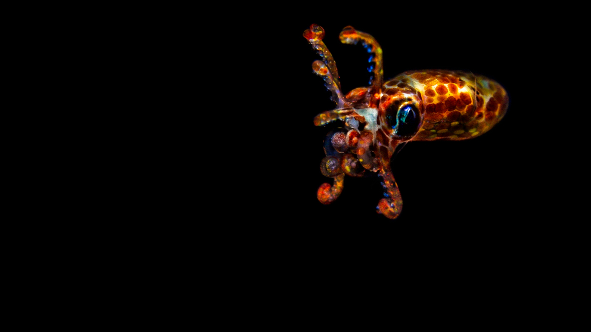 JK91001screen1366x768