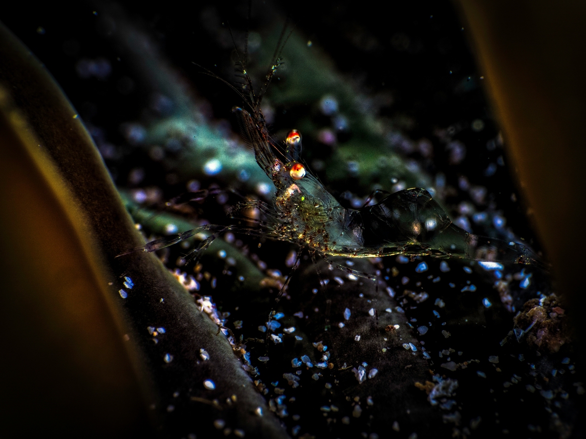 Tmp 23851 PB2022501426199681