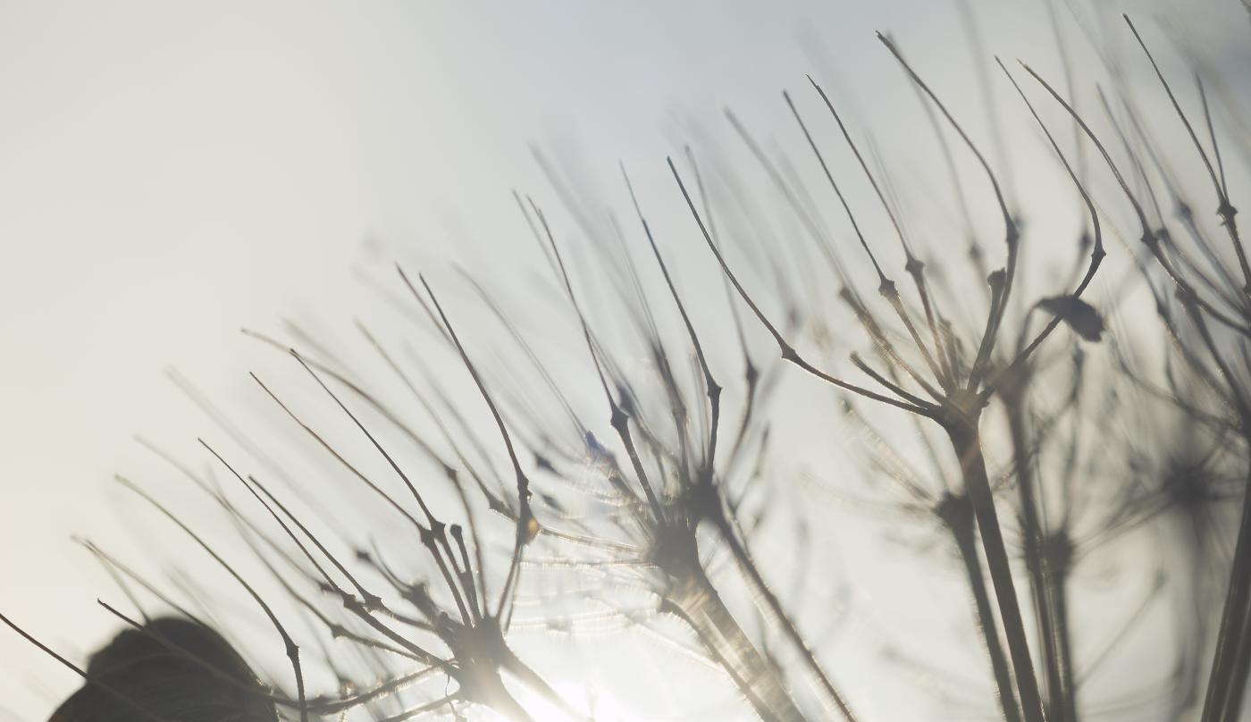  1272039 ORF DxO DeepPRIME