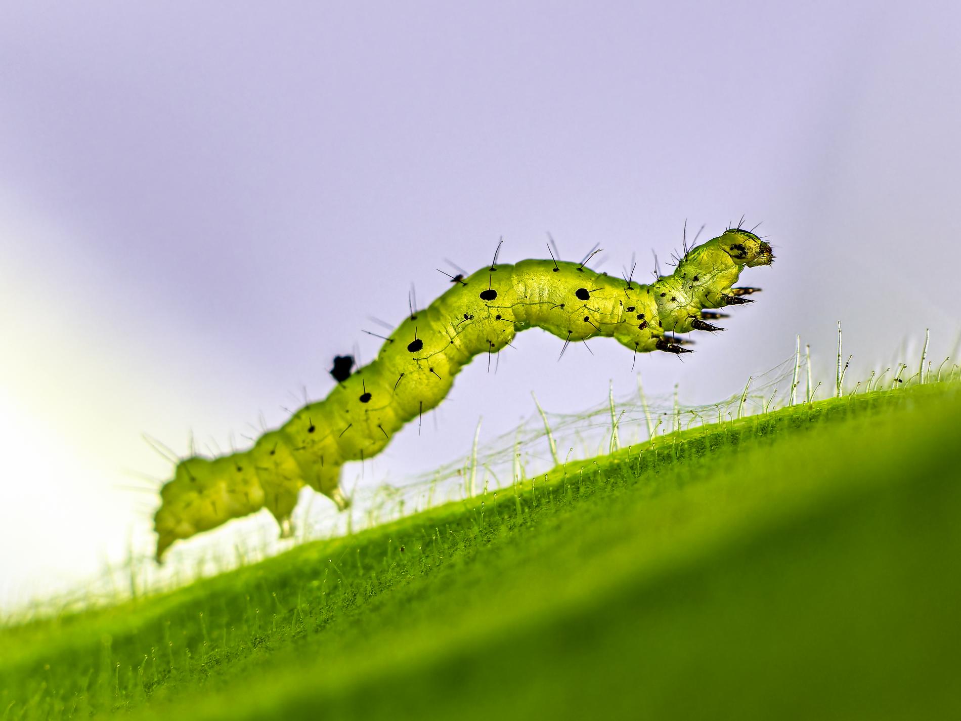  6257350 ORF DxO DeepPRIMEXD sharpen focus Recovered